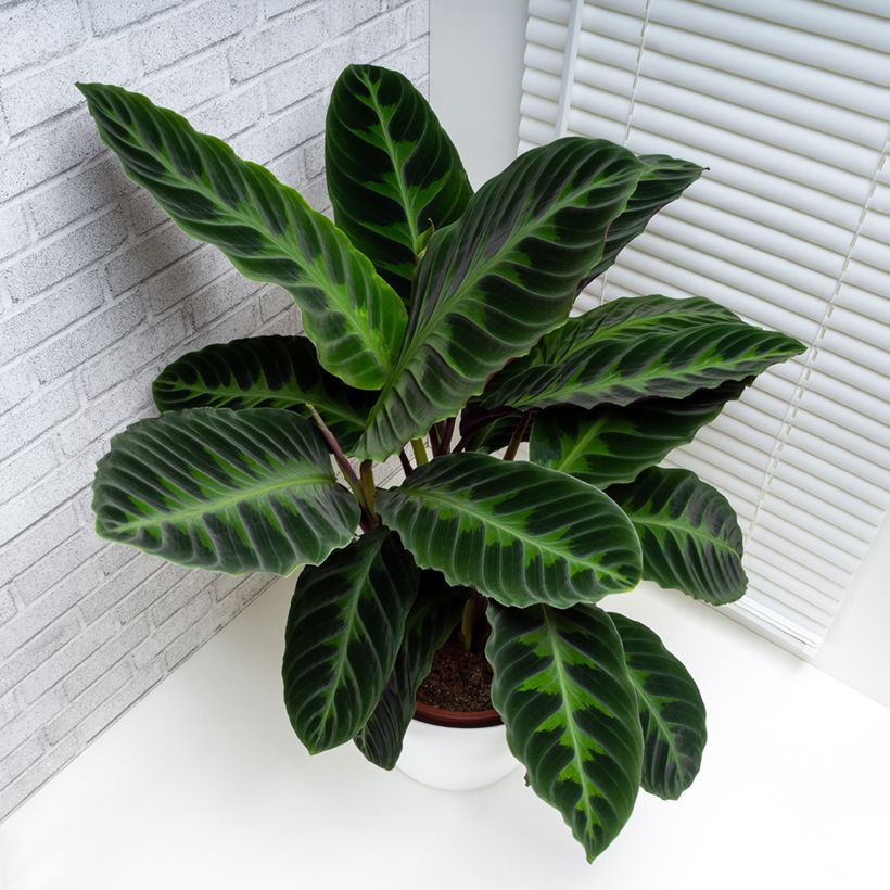 Calathea warscewiczii (Port)