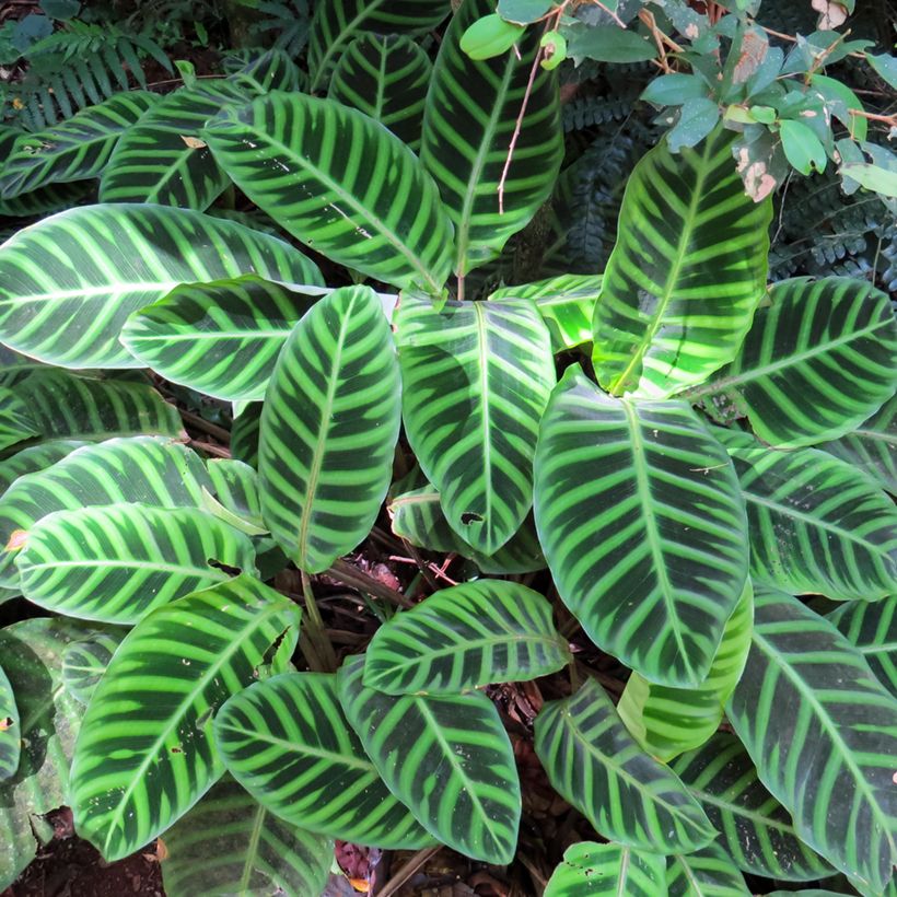 Calathea zebrina (Feuillage)