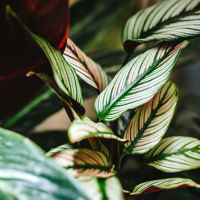 Calathea White Star (Feuillage)