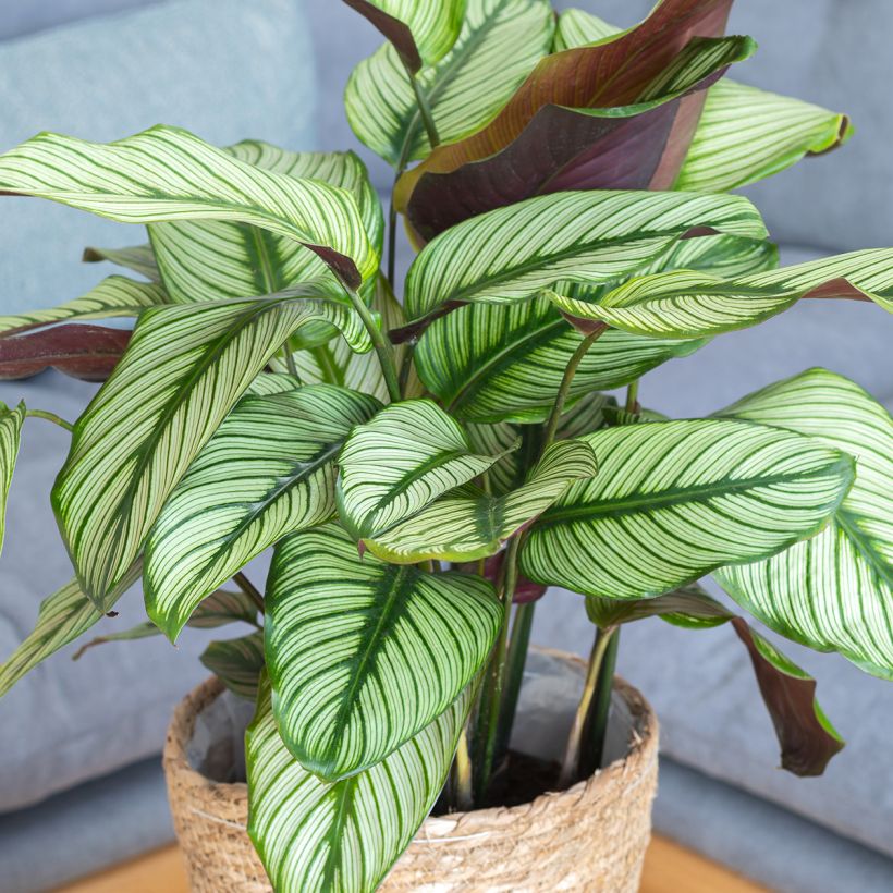 Calathea White Star (Port)