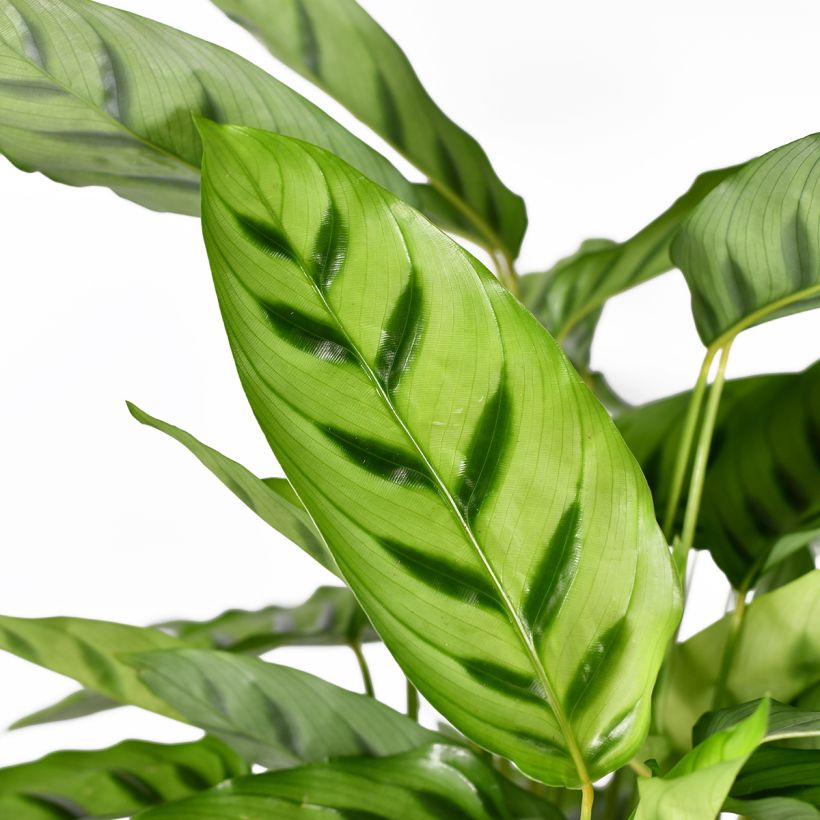 Calathea leopardina (Feuillage)