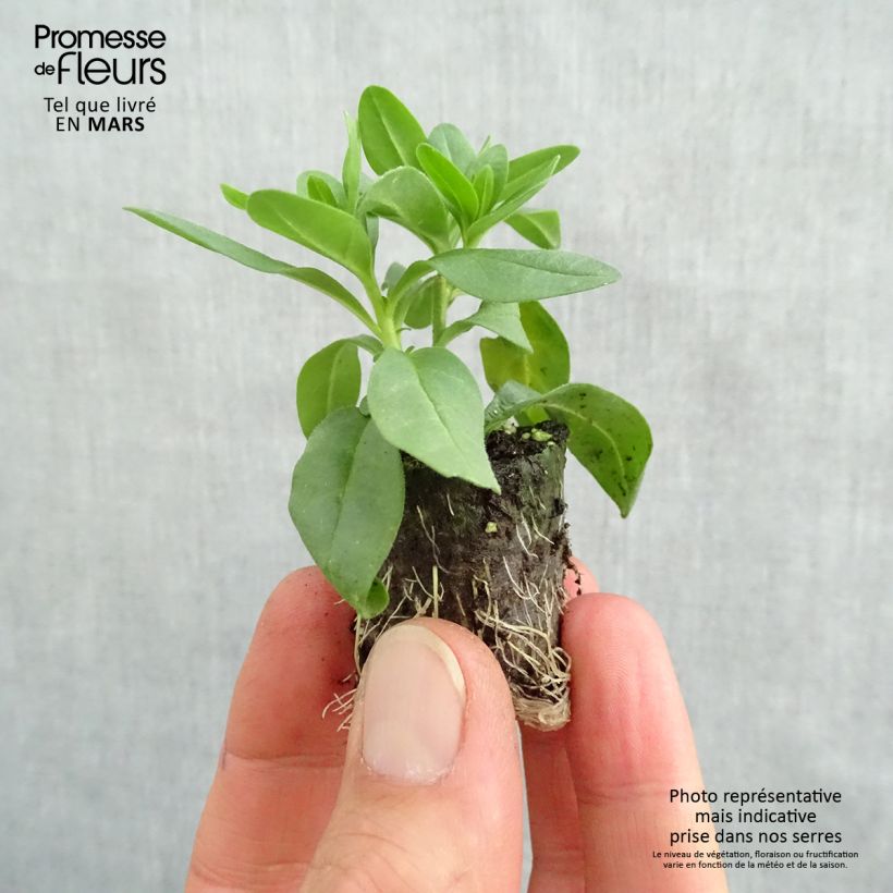 Spécimen de Calibrachoa Superbells Lemon Slice - Mini-pétunia Mini-motte Ø 3/4 cm, Plant vert de 5 à 10 cm de haut tel que livré au printemps