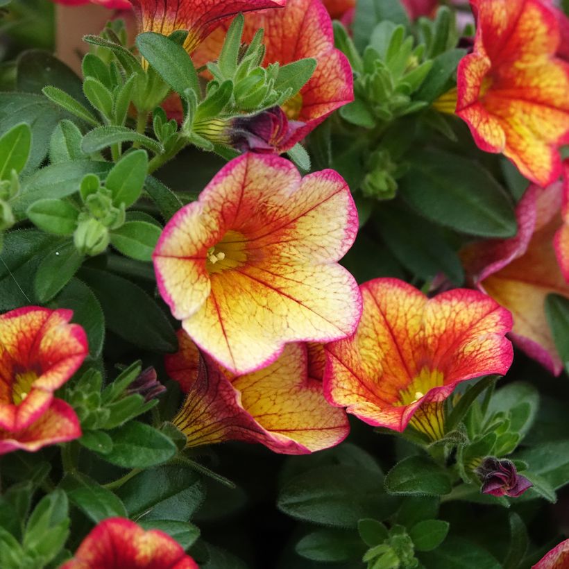 Calibrachoa MiniFamous Uno Bakari - Mini-pétunia (Floraison)