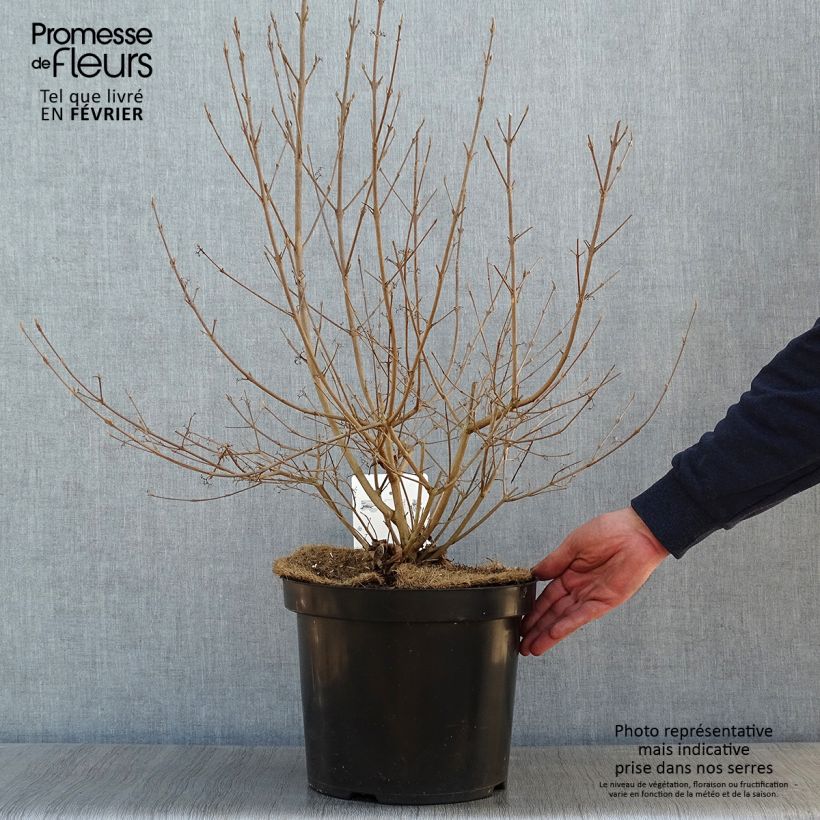 Spécimen de Callicarpa bodinieri Magical Deep Purple Pot de 7,5L/10L tel que livré en hiver