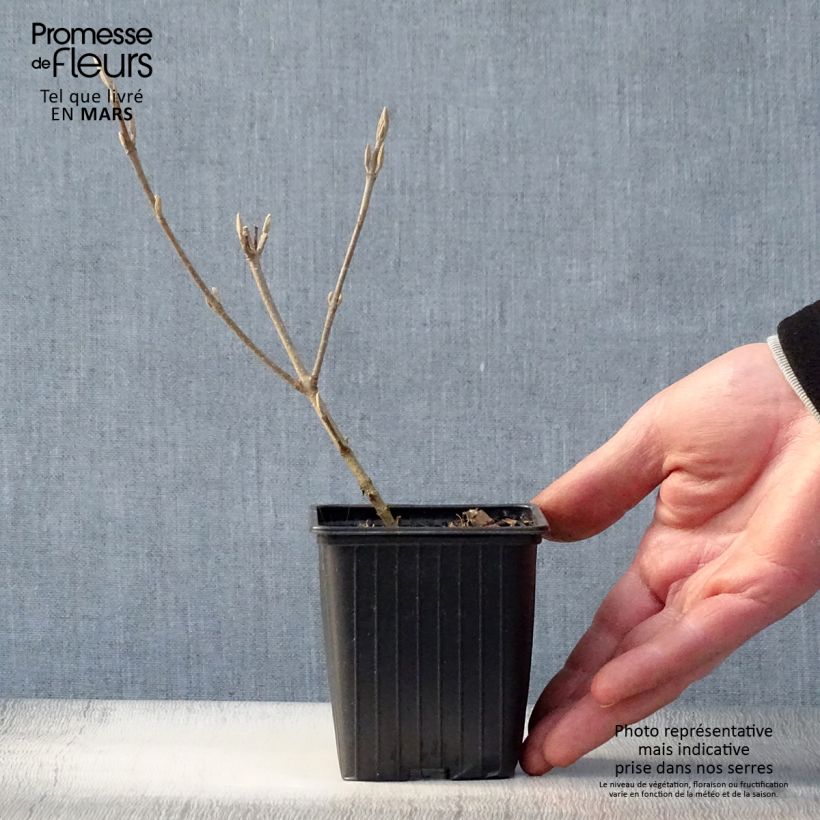 Spécimen de Callicarpa bodinieri Magical Snowstar Godet de 8/9 cm tel que livré au printemps