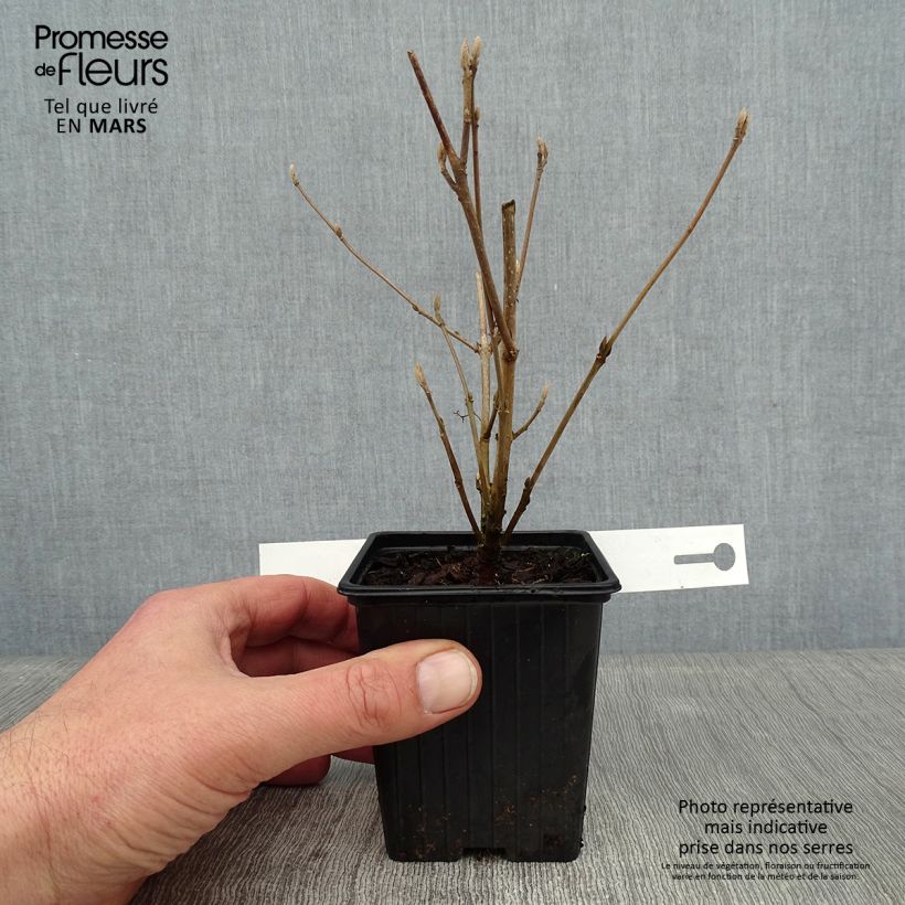 Spécimen de Callicarpa bodinieri Magical Snowstar Godet de 8/9 cm tel que livré en hiver