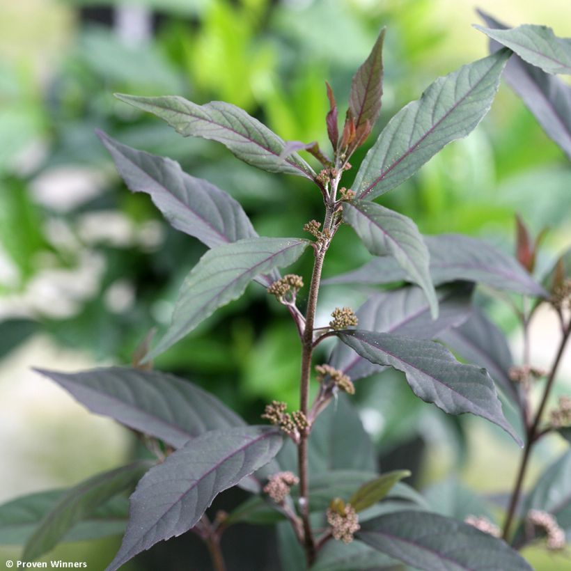 Callicarpa bodinieri Pearl Glam (Feuillage)