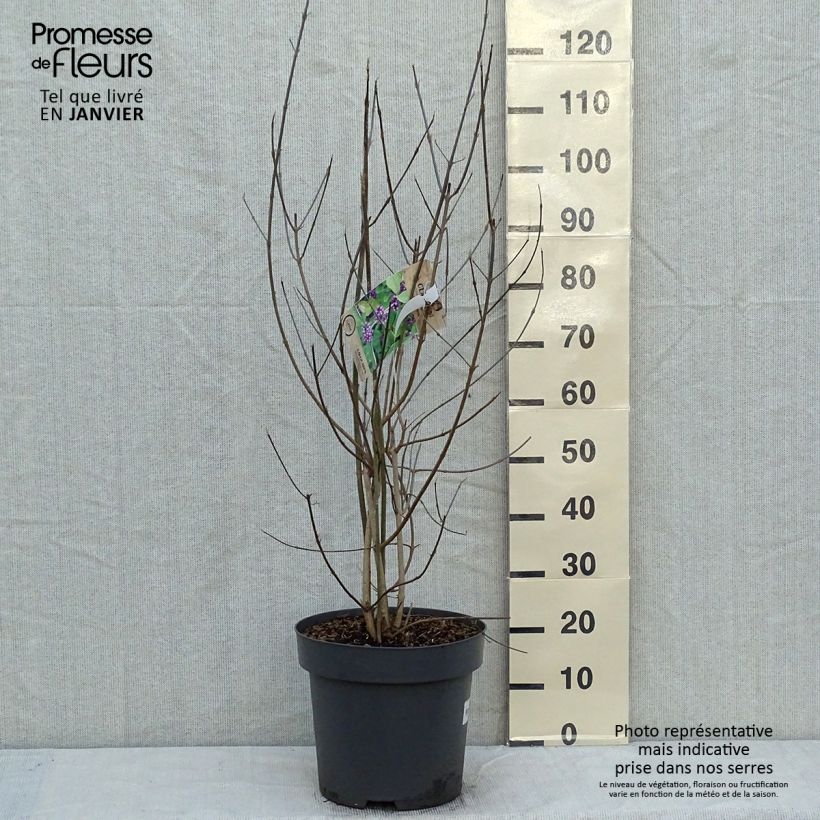 Spécimen de Callicarpa bodinieri Profusion - Arbuste aux bonbons Pot de 12L/15L tel que livré en hiver