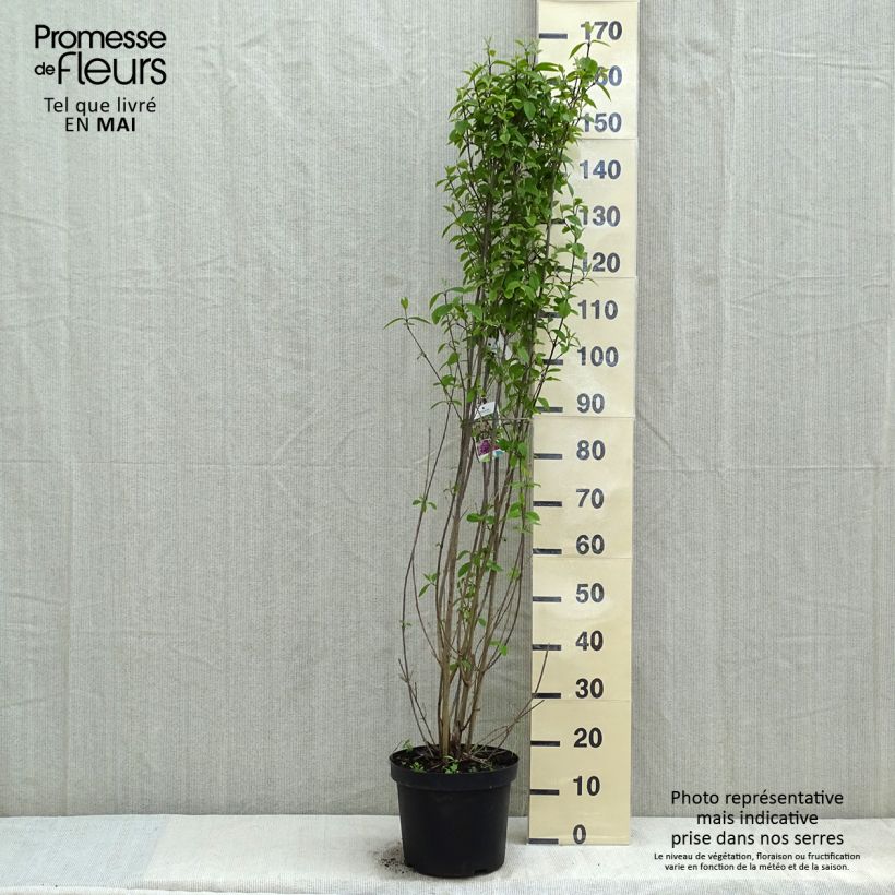 Callicarpa bodinieri var. giraldii Profusion Vaso da 12L/15L esemplare consegnato in primavera