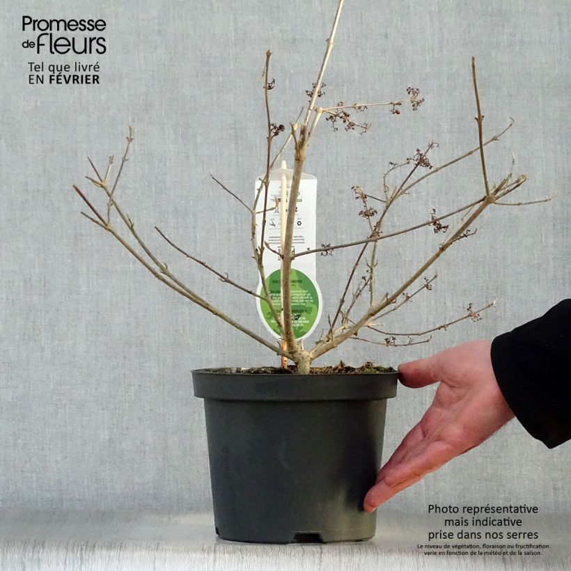 Spécimen de Callicarpa bodinieri Profusion - Arbuste aux bonbons Pot de 2L/3L tel que livré en hiver