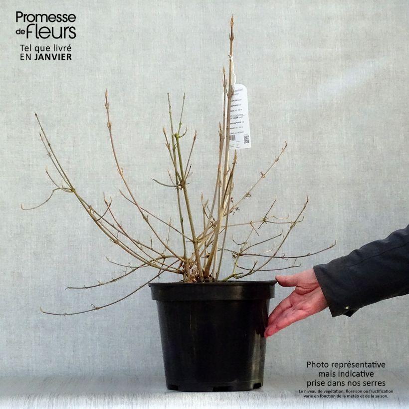 Spécimen de Callicarpa bodinieri Profusion - Arbuste aux bonbons Pot de 7,5L/10L tel que livré en hiver