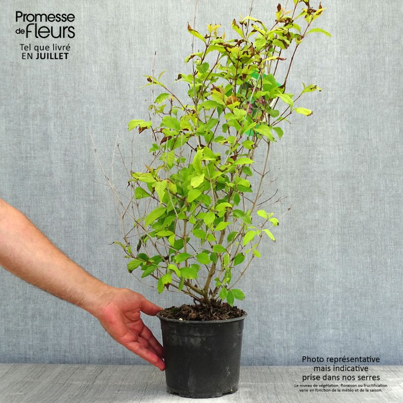 Spécimen de Callicarpa dichotoma - Arbuste aux bonbons Pot de 3L/4L tel que livré en été