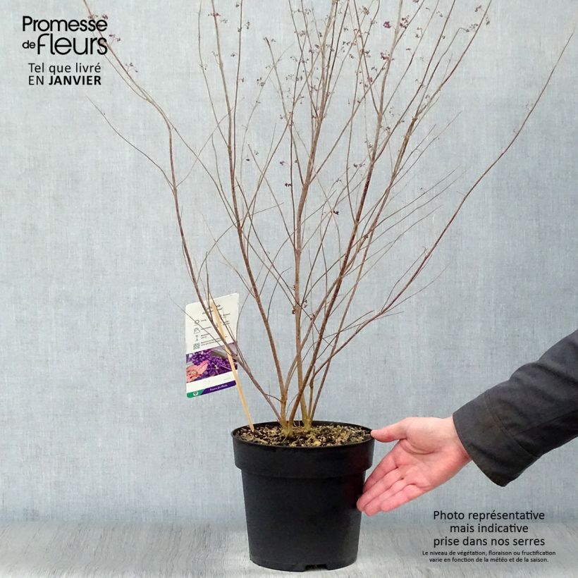 Spécimen de Callicarpa dichotoma Issai Pot de 3L/4L tel que livré en hiver