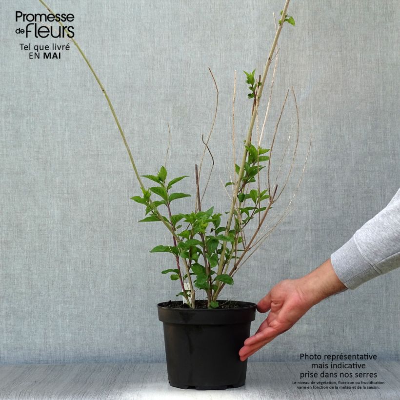 Spécimen de Callicarpa dichotoma Issai Pot de 3L/4L tel que livré au printemps
