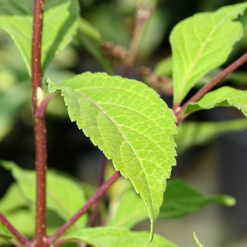 Callicarpa dichotoma Cardinal - Arbuste aux bonbons (Feuillage)
