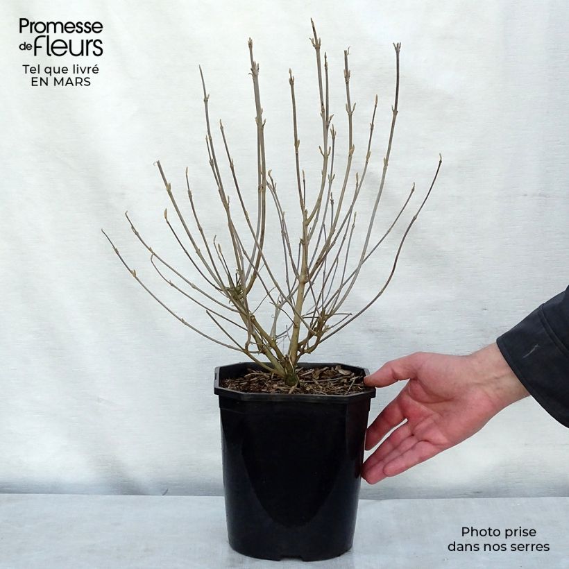 Spécimen de Callicarpa japonica - Arbuste aux bonbons du Japon Pot de 4L/5L tel que livré au printemps