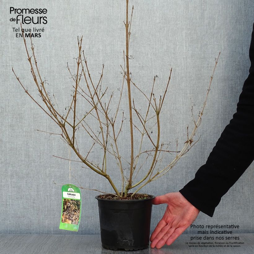 Spécimen de Callicarpa japonica Leucocarpa Pot de 2L/3L tel que livré en hiver