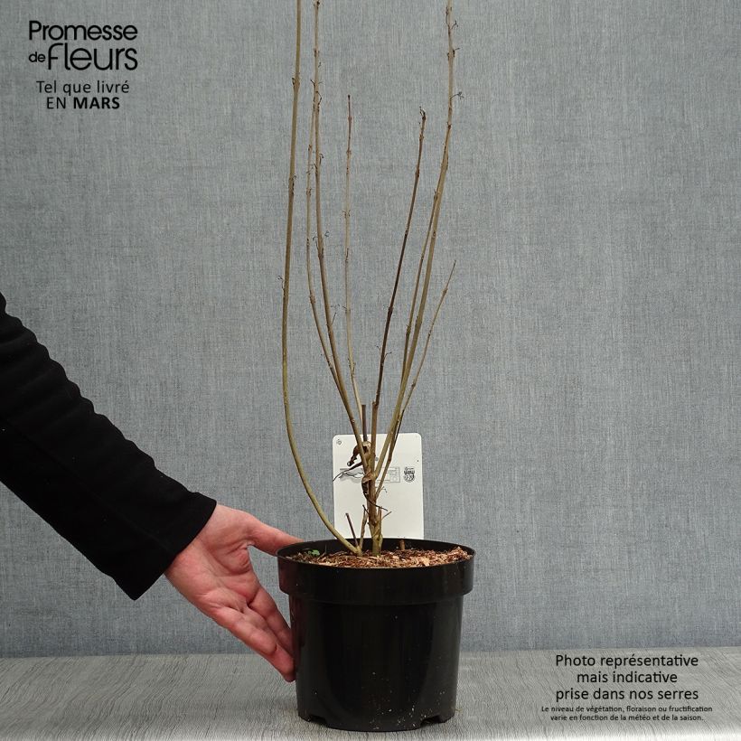 Spécimen de Callicarpa kwangtungensis Pot de 2L/3L tel que livré en hiver