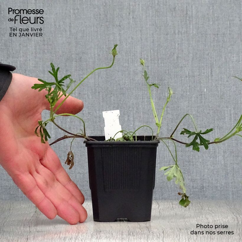 Spécimen de Callirhoe involucrata - Mauve-pavot. Godet de 8/9 cm tel que livré en hiver