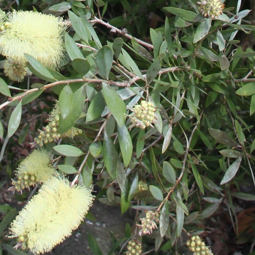 Callistemon citrinus Albus - Rince bouteille blanc (Feuillage)
