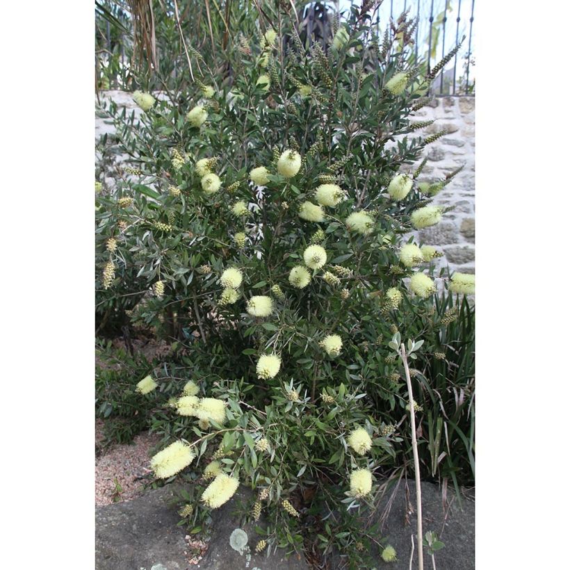 Callistemon citrinus Albus - Rince bouteille blanc (Port)