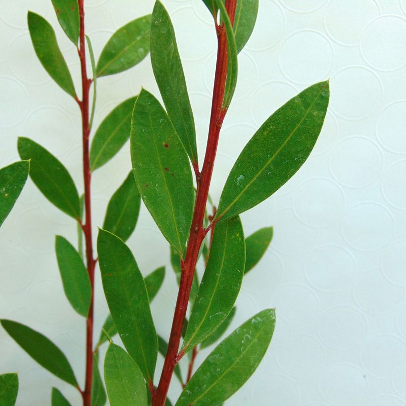 Callistemon citrinus Burgundy - Rince bouteille (Feuillage)