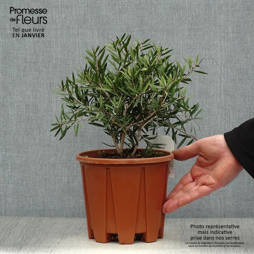 Spécimen de Callistemon citrinus Burgundy - Rince bouteille Pot de 3L/4L, Touffe tel que livré en hiver