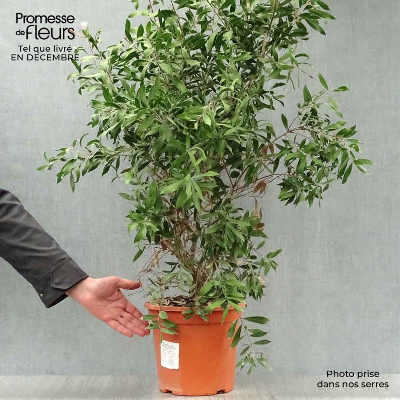 Spécimen de Callistemon citrinus Splendens - Rince-bouteille Pot de 7,5L/10L tel que livré en hiver