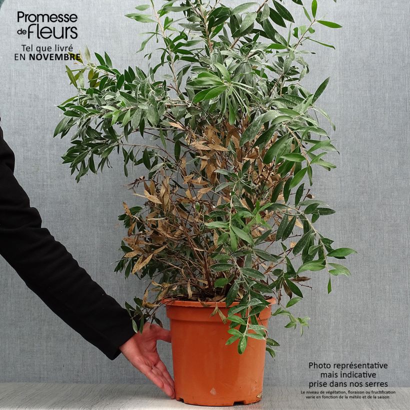 Spécimen de Callistemon citrinus Splendens - Rince-bouteille Pot de 7,5L/10L tel que livré en automne