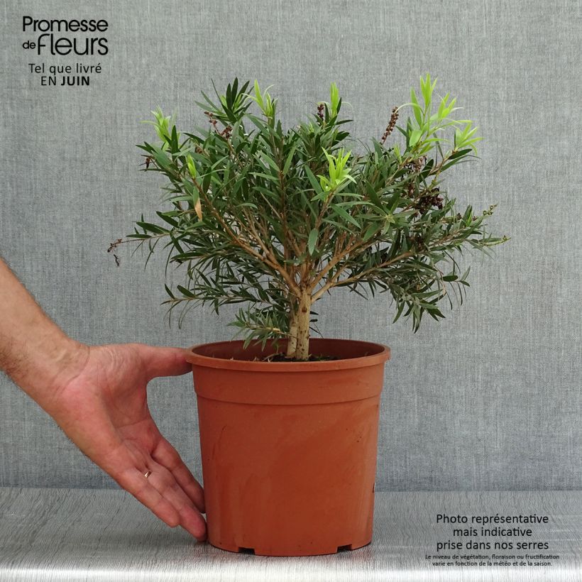 Spécimen de Callistemon masotti Mini Red - Rince bouteille Pot de 3L/4L, Buisson, Touffe tel que livré en été