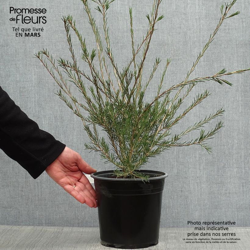Spécimen de Callistemon pityoides Widdicomb Gem - Rince-bouteille Pot de 4L/5L tel que livré au printemps