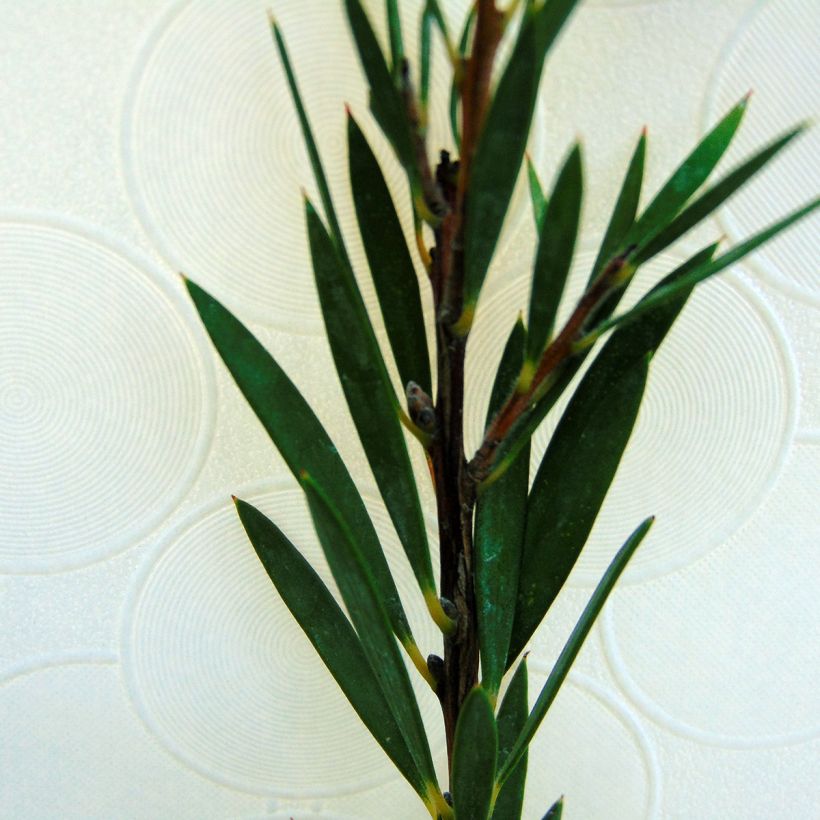 Callistemon rigidus - Rince-bouteille (Feuillage)