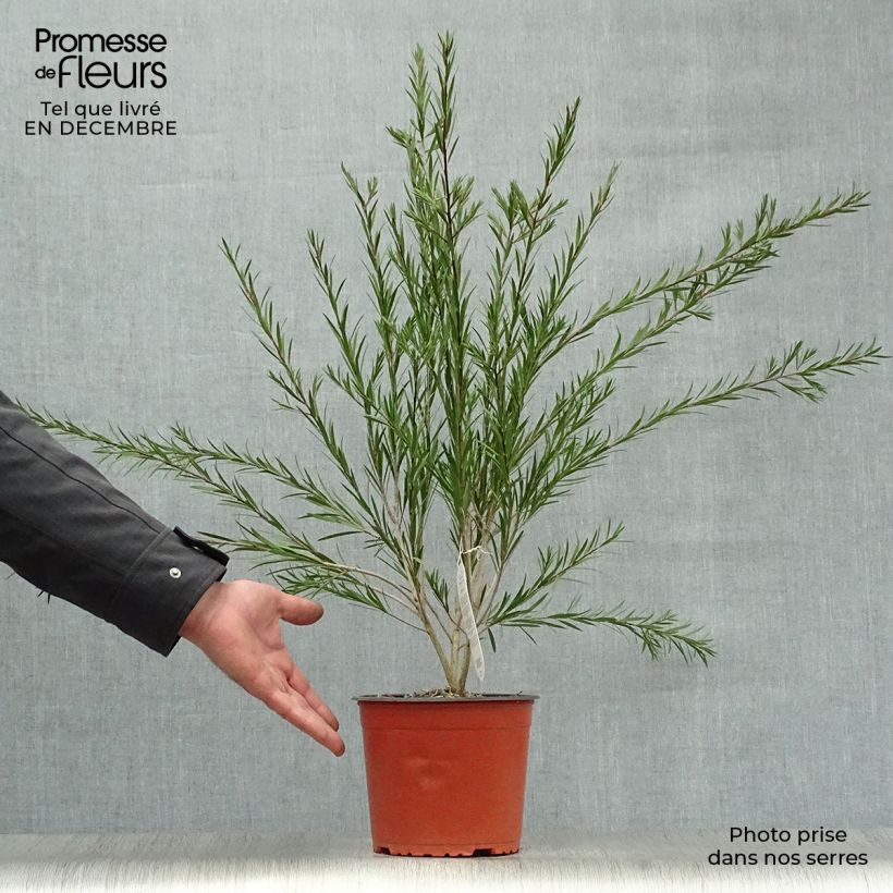 Spécimen de Callistemon rigidus - Rince-bouteille Pot de 2L/3L tel que livré en hiver