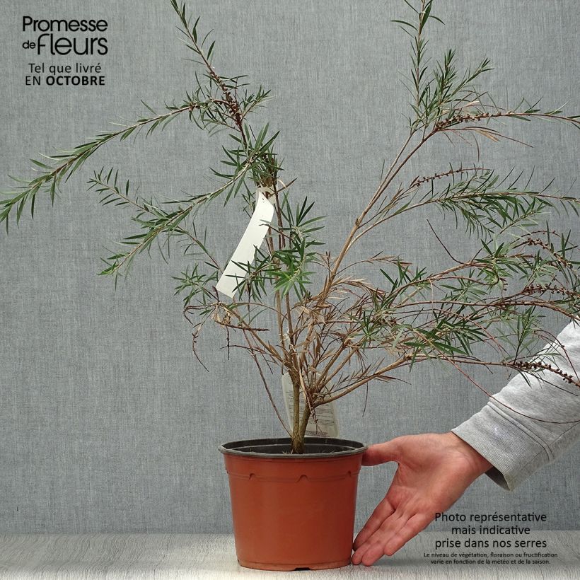 Spécimen de Callistemon rigidus - Rince-bouteille Pot de 2L/3L tel que livré en automne