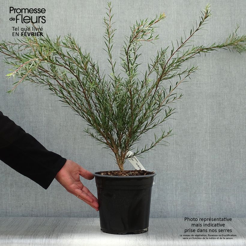 Spécimen de Callistemon rigidus - Rince-bouteille Pot de 4L/5L tel que livré en automne
