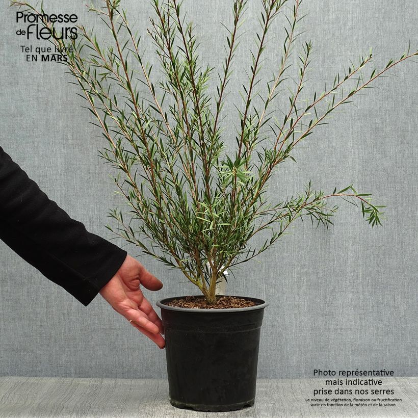 Spécimen de Callistemon rigidus - Rince-bouteille Pot de 4L/5L tel que livré au printemps