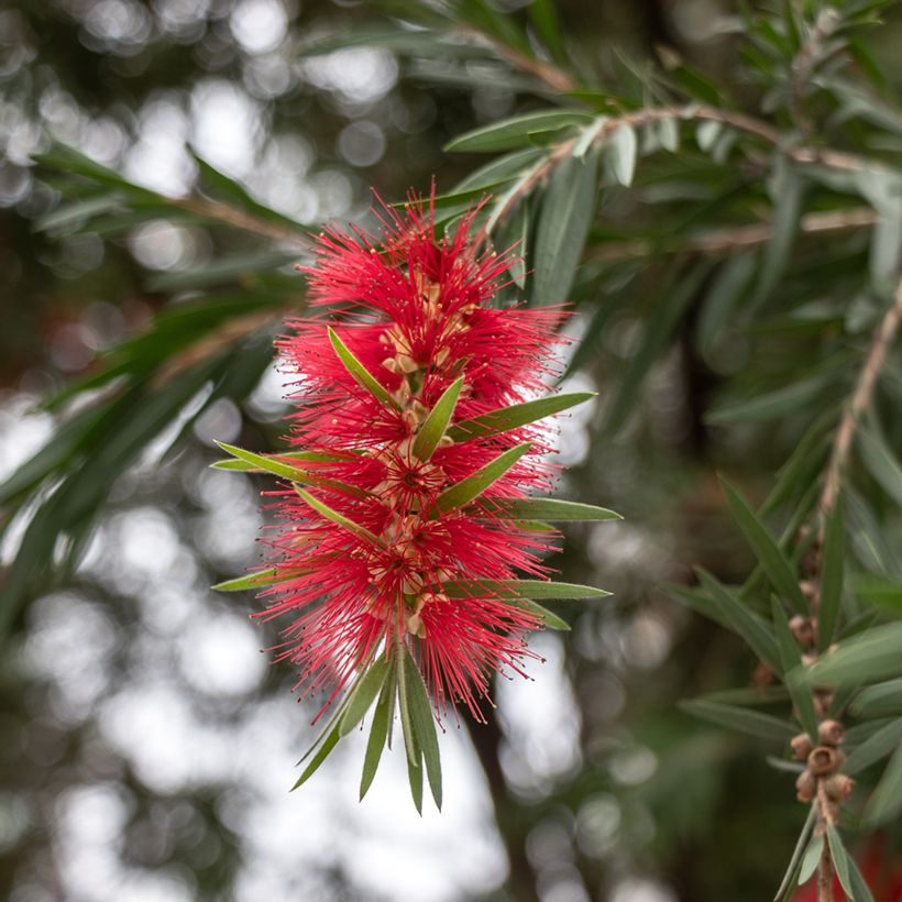 Callistemon rigidus - Rince-bouteille (Floraison)