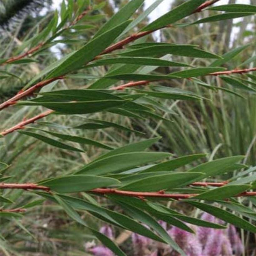 Callistemon salignus - Rince bouteille - Melaleuca salicina (Feuillage)