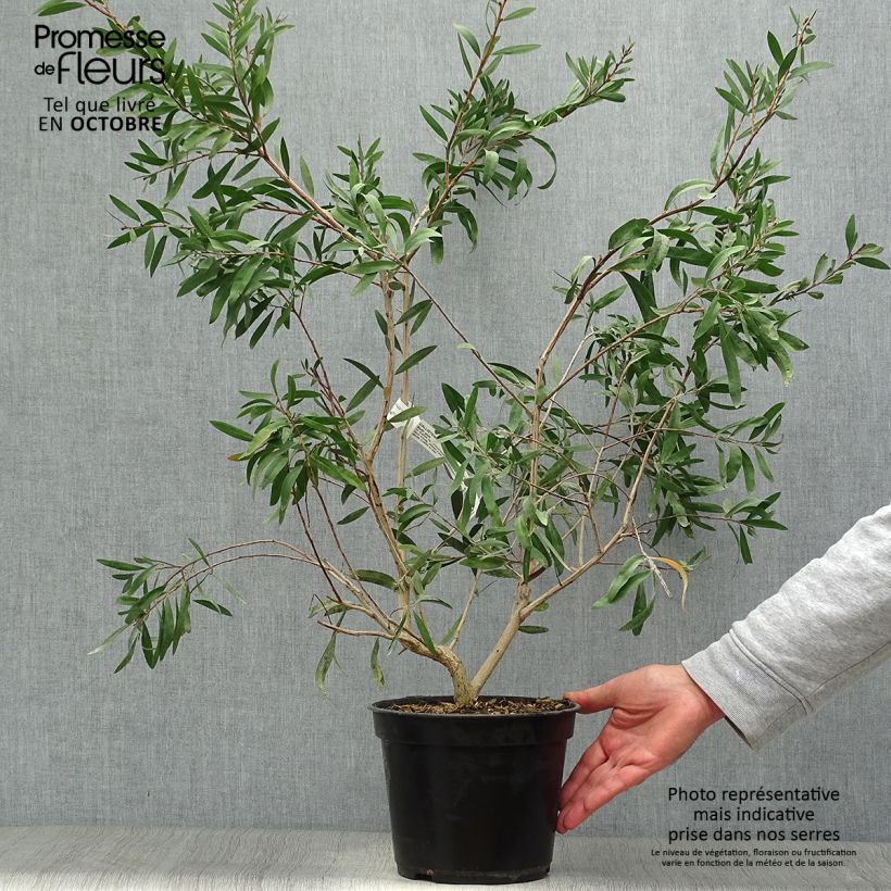 Spécimen de Callistemon salignus Perth Pink - Rince bouteille Pot de 4L/5L tel que livré en automne