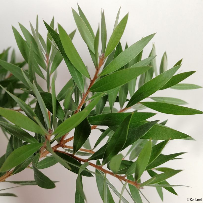 Callistemon salignus Perth Pink - Rince bouteille (Feuillage)