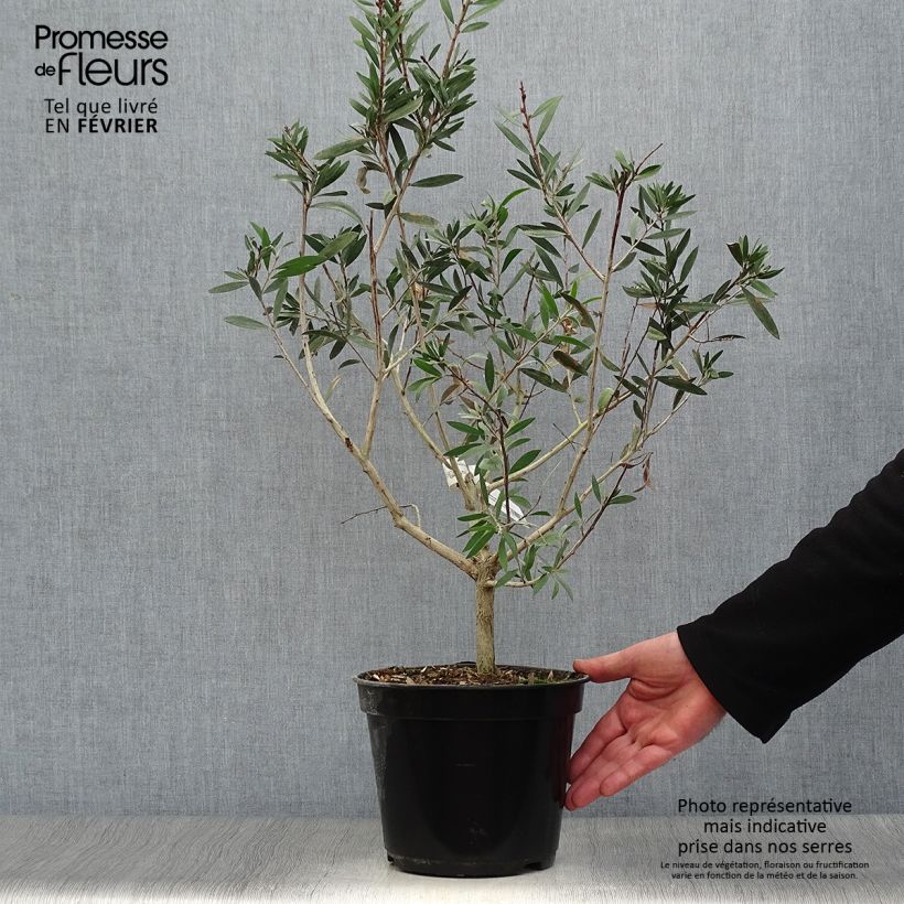 Spécimen de Callistemon salignus Perth Pink - Rince bouteille Pot de 4L/5L tel que livré en hiver
