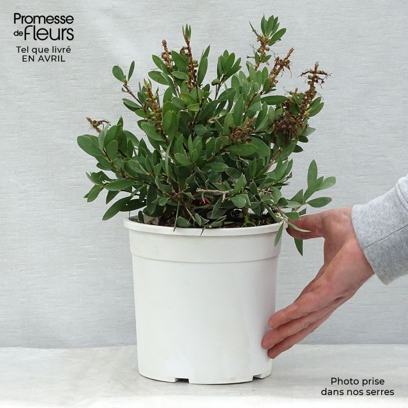 Spécimen de Callistemon salignus - Rince bouteille - Melaleuca salicina Pot de 2L/3L tel que livré au printemps