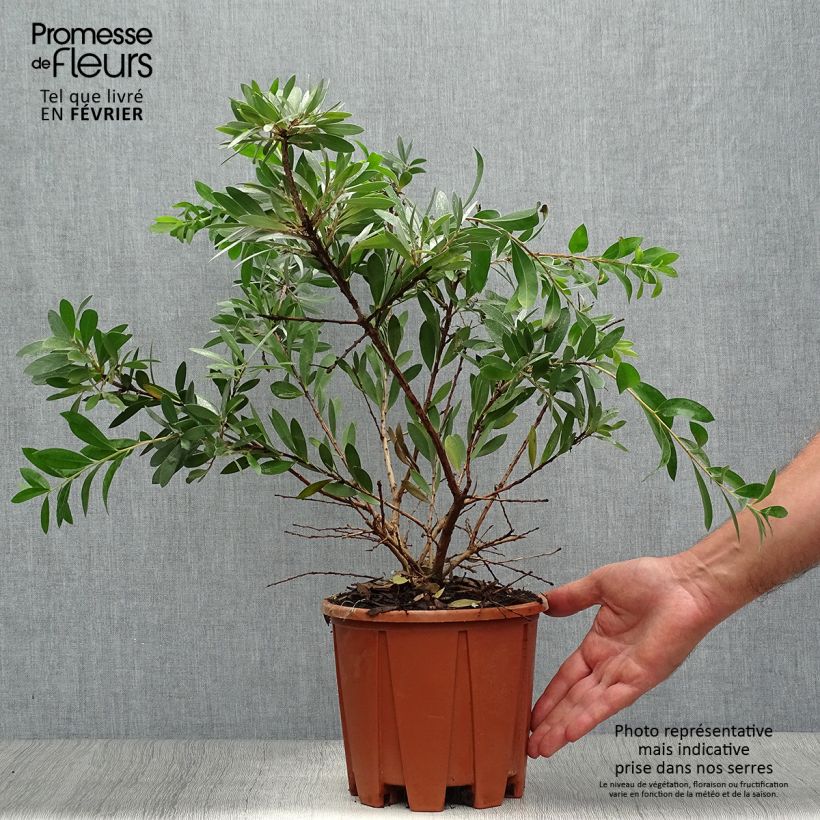 Spécimen de Callistemon salignus - Rince bouteille - Melaleuca salicina Pot de 2L/3L tel que livré en automne