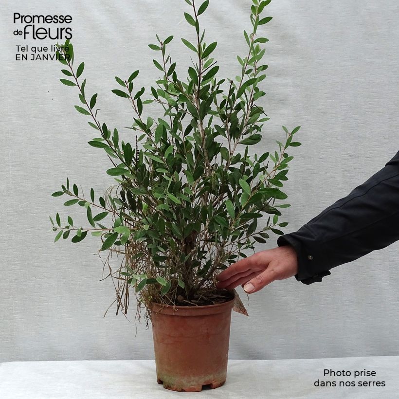 Spécimen de Callistemon viminalis Bright Pink - Rince bouteille pleureur Pot de 3L/4L, Touffe tel que livré en hiver