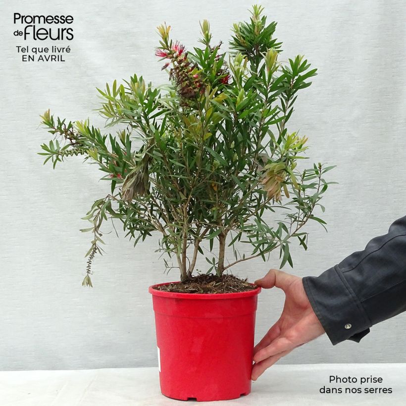 Spécimen de Callistemon viminalis Captain Cook - Rince-bouteille Pot de 2L/3L tel que livré au printemps