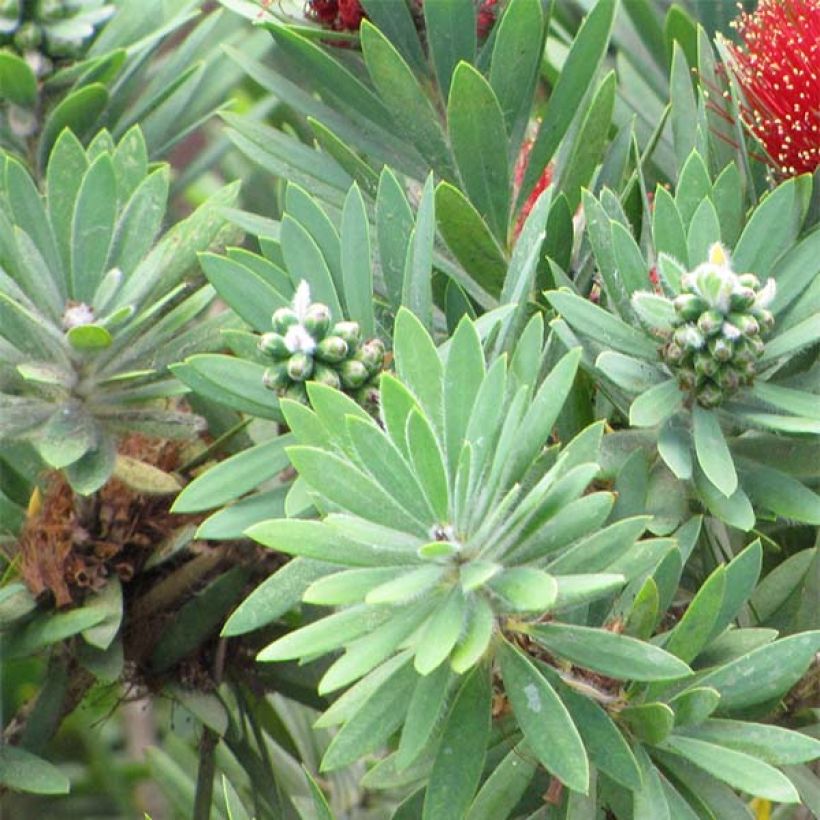 Callistemon viminalis Hot Pink – Rince bouteille (Feuillage)