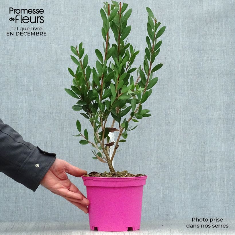 Spécimen de Callistemon viminalis Hot Pink – Rince bouteille Pot de 2L/3L tel que livré en hiver