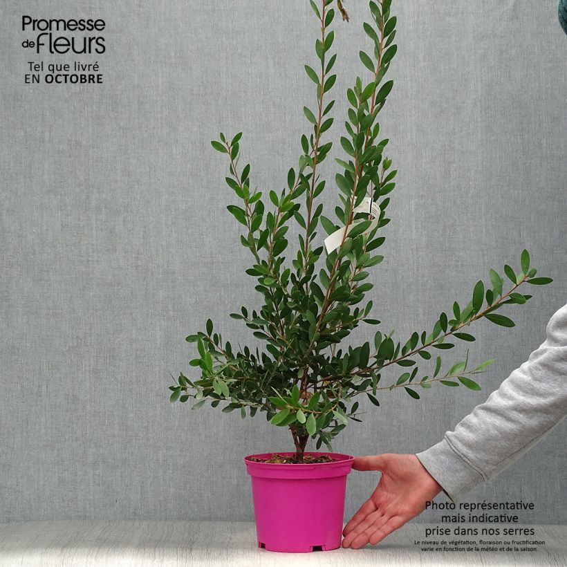 Spécimen de Callistemon viminalis Hot Pink – Rince bouteille Pot de 2L/3L tel que livré en automne