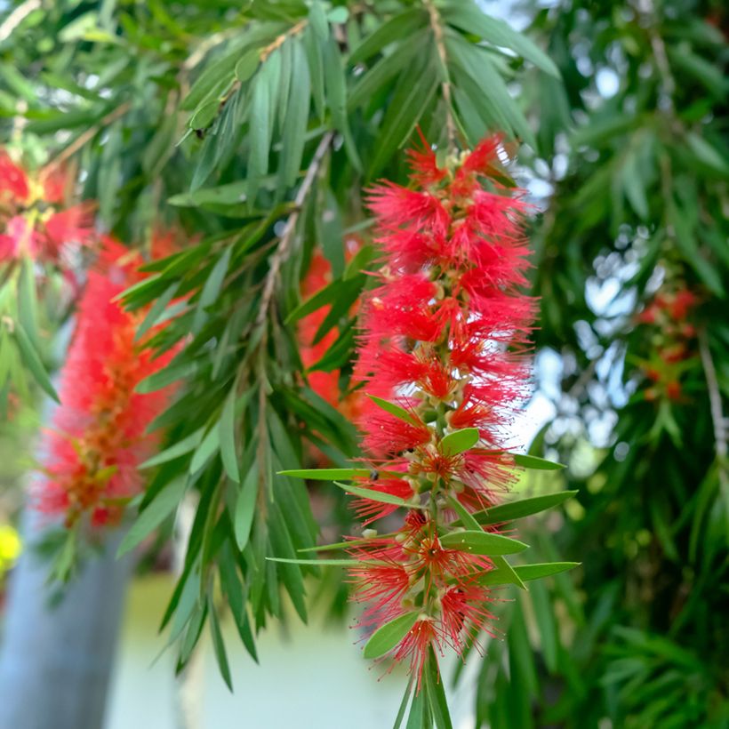 Callistemon viminalis - Rince-bouteille (Floraison)