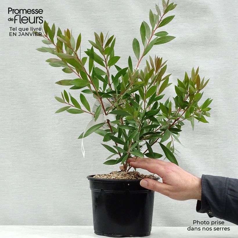 Spécimen de Callistemon (x) laevis Pot de 1,5L/2L tel que livré en hiver